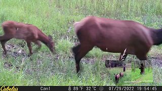 Beauty of living in Montana. Right in my backyard.