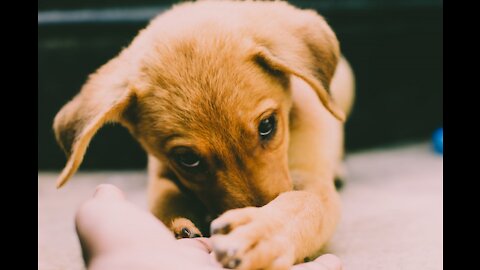 puppy sees himself in the mirorr for the first time