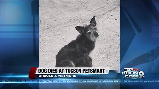 Dog dies while in the care of Tucson Petsmart