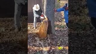 Gushing Tree Natural Phenomenon