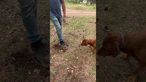 Five straight hours Rusty bugged us to play ball - take a break buddy! #foxredlab #labrador