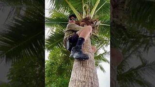 How climb a Coconut Tree 🌴 25 meters high! #shorts