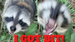 Animal Attack Compilation!