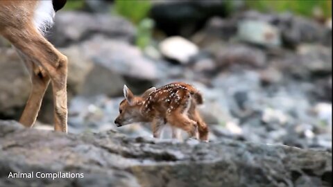 Cute baby Deer walking back of his mom