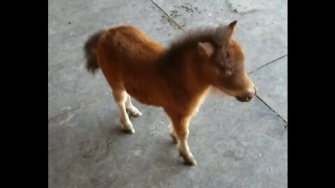 Baby miniature horse trying to play with me