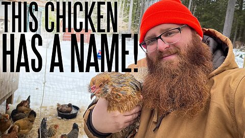 Why We Named Our Forest Pastured Pigs and Chickens