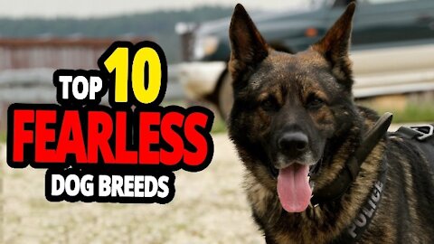 TOP 10 Dog Breeds Not Afraid of Anyone - Scary Fearless.