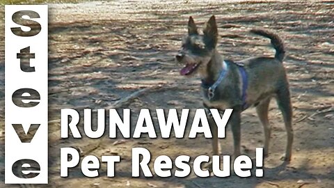 Rescuing a Runaway Dog - Gruffy the Wonder Dog 🦘🇦🇺