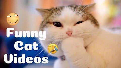 Best Funny Cats Video Compilation 2021 😀