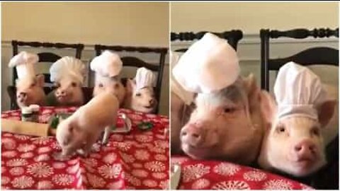 Des petits cochons cuisiniers aident au repas de Noël
