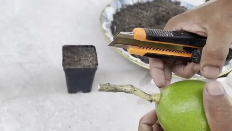 How To Grow Lemon Tree With Lemon Fruit