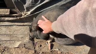 Pettin’ some pigs!