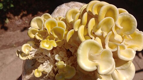 yellow oyster mushrooms