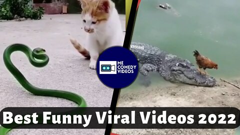 Best Funny Viral Videos Dog and Cats 2022 @MeComedyVideos
