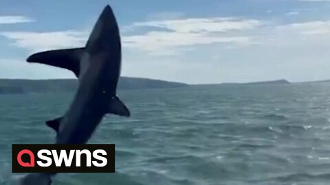 Rare footage captures large shark leaping high out of the water