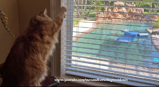 Great Dane Watches Clever Kitty Cat Close The Blinds With One Paw Pull