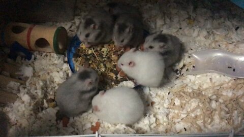 Half month big baby hamsters eating