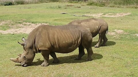 see this video of rhino are so big and impressive animals