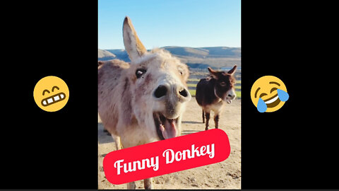 Donkey - A FUNNY DONKEY VIDEOS Compilation || Pets And Animals