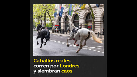 5 caballos de la caballería de Carlos III se escapan durante un ejercicio