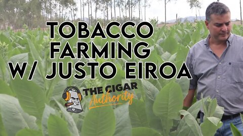 Tobacco Farming with Justo Eiroa