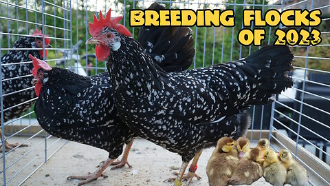 Breeding flocks of 2023