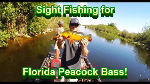 Florida Peacock Bass! Sight Fishing the Beds...