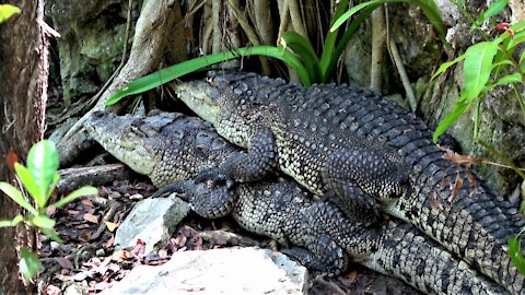 Crocodiles stack on top of each other as if cuddling by the river