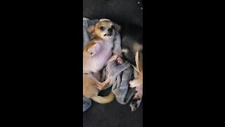 TEACUP CHIHUAHUAS SMILING WHILE GETTING THEIR BELLIES RUB & SAYING GOODBYE