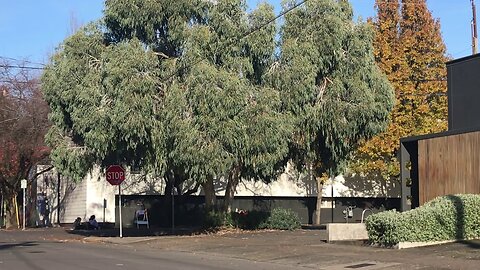 Snow gums are great urban trees