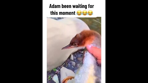Adam swimming for the first time 🐥😂🤣 Funny Animal Videos 😂