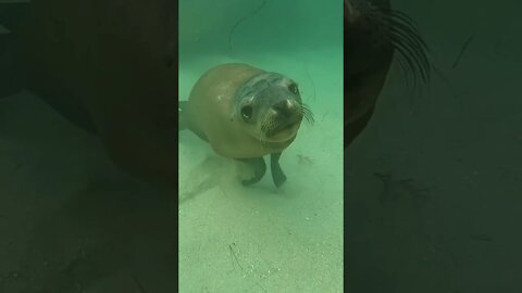 Baby Sea Lion wants to play!