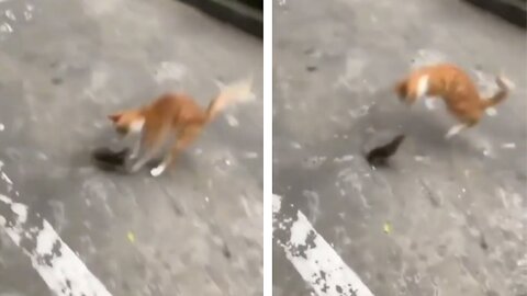 A daring Rat beat a hunter Cat