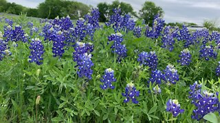 Afton Bluebonnets