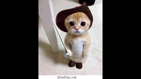 😺 Don't yell! I am kind! 🐈 Videos of funny cats and kittens for a good mood! 😻