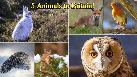 Discover the Return of 5 Animals to Britain!