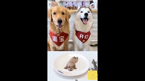 dog prank - funny dog reaction seeing puppy cake Cutting