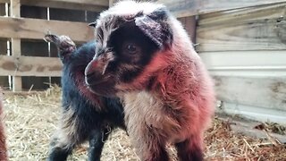 Twins! #shorts #goats #babygoats #homesteading #homestead #viral #farm #farmlife #animals