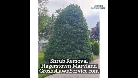 Shrub Removal Hagerstown Maryland Landscape Contractor