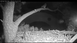 Great Horned Owls-Male Returns to His Mate 🦉 1/17/22 23:10