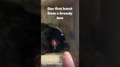 Our first EVER chick born by broody hen 🥰