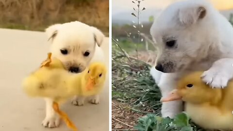 Dog help chicken | Cute