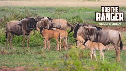 Eastern White-Bearded Gnu In Amboseli | Zebra Plains Safari