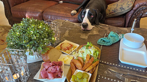 Polite Patient Great Dane Loves Montreal Smoked Meat