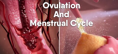 Ovulation and menstrual cycle often called period|medical animation video