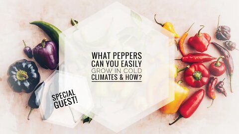 EASY PEPPERS FOR COLD CLIMATES. HOW TO GROW PEPPERS IN CANADA. | Gardening in Canada/Mighty Mustache