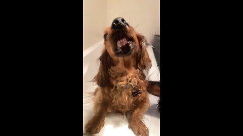 sausage dog obsessed with licking the shower screen