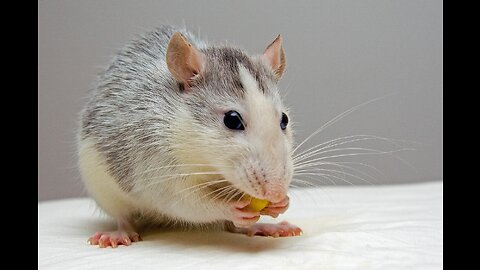 10 Amazing Facts About Rats