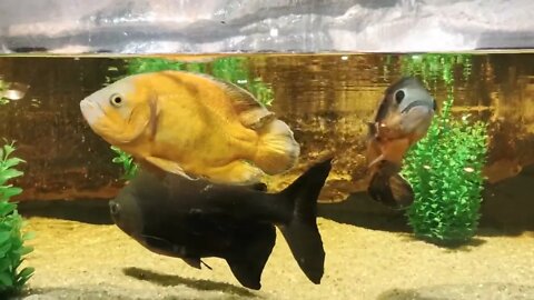 Three fishes swimming in glass aquarium. Yellow and black fishes