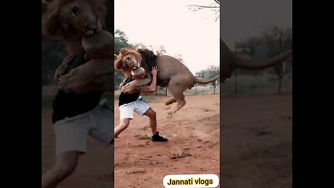 lion play with trainer